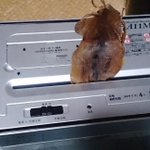 シュレッダー買ったらやってみたい!スルメをシュレッダーにいれたら食べやすいかもw