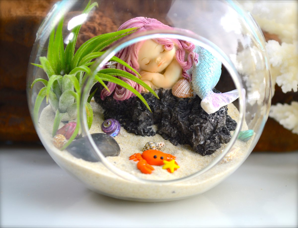 dimmittdesigns's tweet photo. Really love this, from the Etsy shop BeachCottageGardens. https://t.co/z9HxsIbKrx #etsy #supplies #terrarium #airplantterrarium #beachterrarium #beachvacation #beachterrariumkit #beachhousedecor #beachdecor #terrariumkit https://t.co/IStWGz6MZc