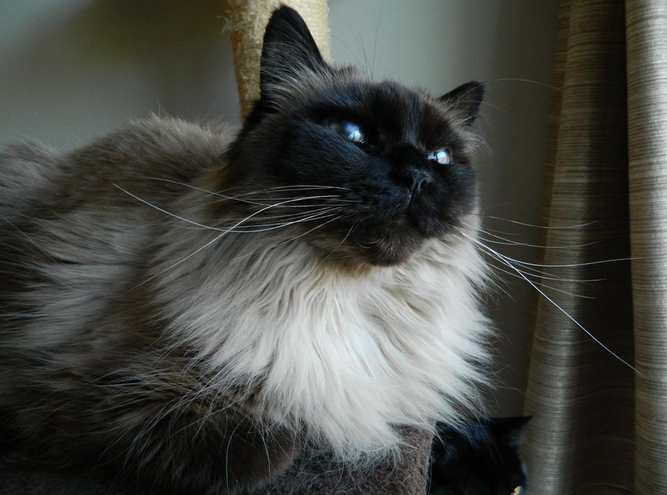 PekoLola's tweet photo. Find us all here at our personal facebook page: fb.me@wheresyourduck ~ Cats with Crowns 🐱👑 *Photos &amp; Videos of our beautiful kitties &amp; more. Have fun, smile &amp; brighten your life💖 #facebookpage  #catphoto #ilovemycat #Smiles #cats #tabby #Balinese #Bombay #Ragdoll https://t.co/dIpJik9tFs