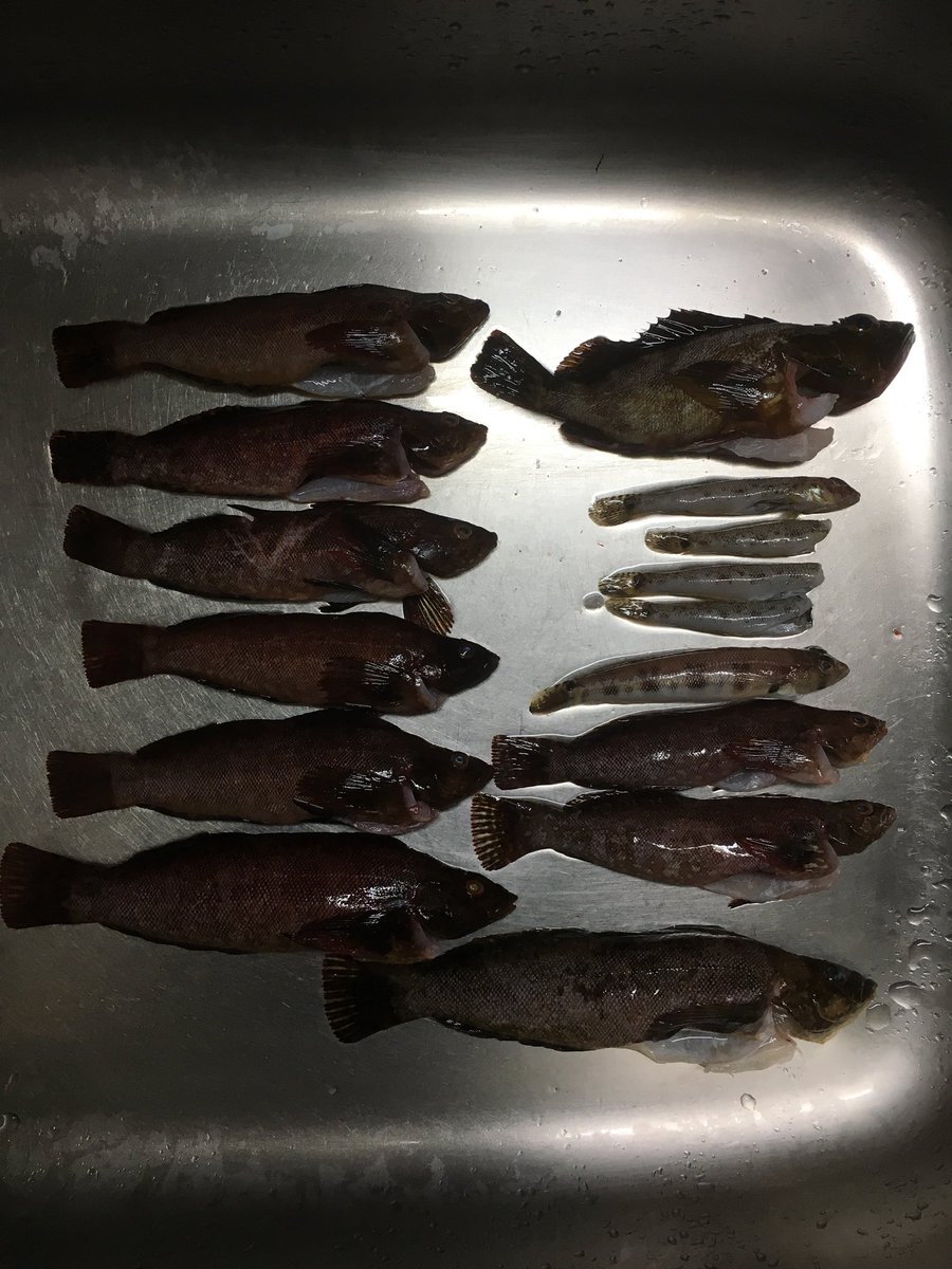 明時菜前 Twitterren ちな そのアイナメ 全てクジメだと思います 関東でアイナメとなると 釣れる場所が限られています アイナメとクジメ は尾ビレの形状の違いしか無いので かなりの方が勘違いしています アイナメとクジメの違いを正しく教えたら 師匠にもう一泡吹 明時菜前 Twitterren ちな そのアイナメ 全てクジメだと思います 関東でアイナメとなると 釣れる場所が限られています アイナメとクジメ は尾ビレの形状の違いしか無いので かなりの方が勘違いしています アイナメとクジメの違いを正しく教えたら 師匠にもう一泡吹