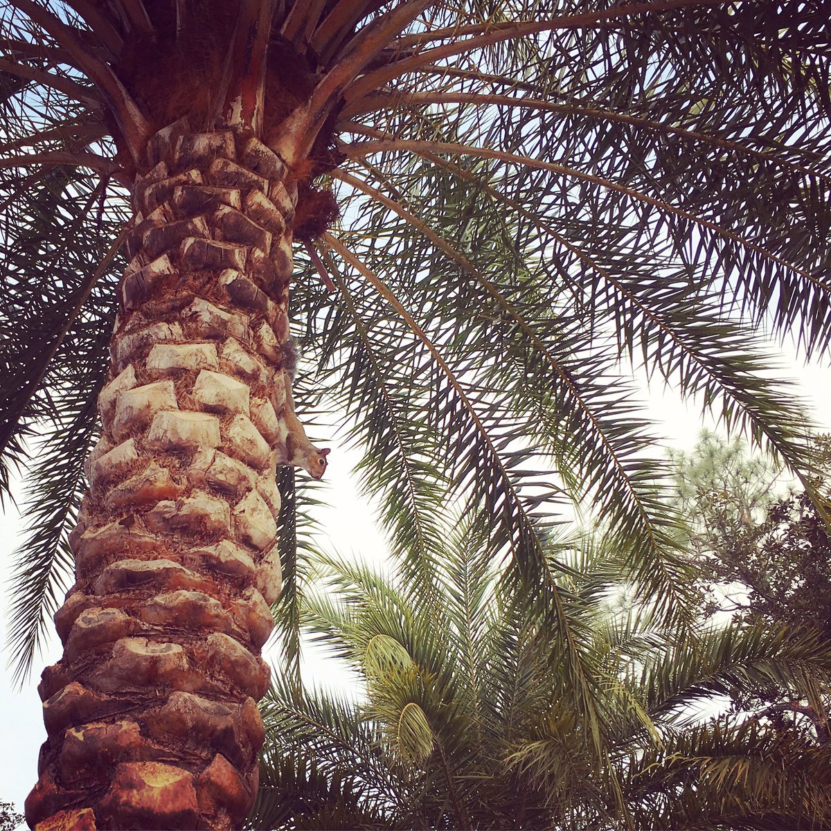 UF's tweet image. &quot;Miss you.&quot; -🐿