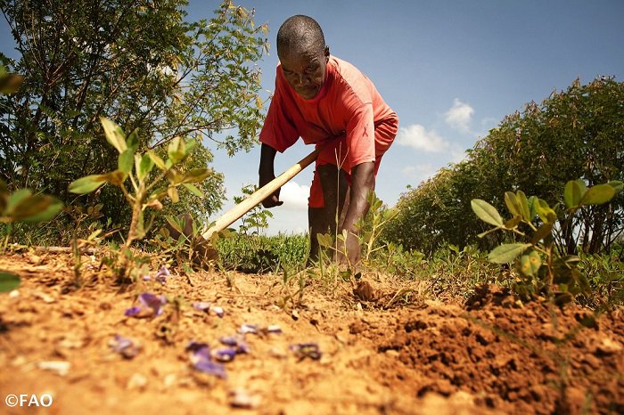FAOclimate's tweet photo. Farmers, land and water users and other natural resource managers play a key role in shaping and contributing to the health of the rural #landscape https://t.co/kHcQnUD3RG… #ThinkLandscape #GLFBonn2017 https://t.co/I8MU6ESyWd