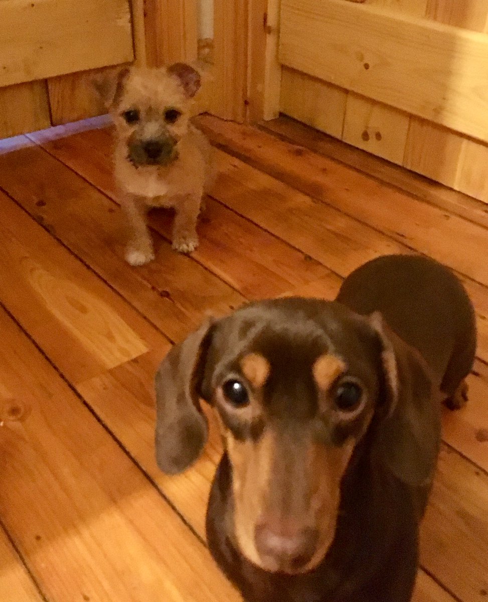 talltreetrans's tweet photo. Office puppy Crumble and her big sister Digit the Dachshund #dogs #dachshund #puppy https://t.co/pWXGyWlztY