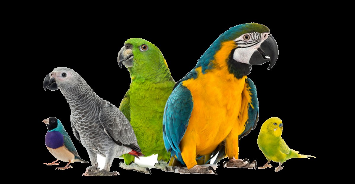 HVanimalia's tweet photo. Quiero comprarme un loro/ave exótica, ¿y ahora qué? ¿Es necesario llevarlo al veteri...
https://t.co/4DtjK8ev4L https://t.co/fcu1Jnga2A