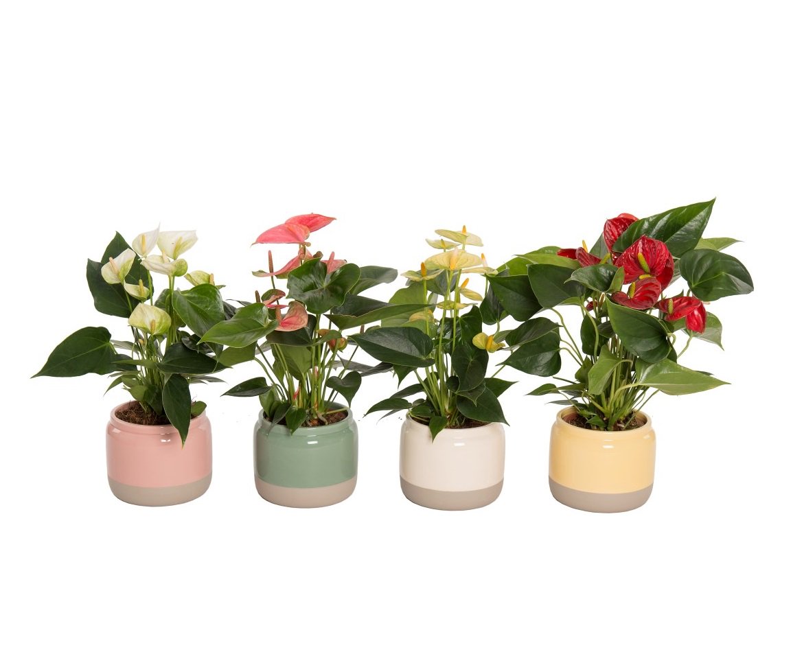 Na de vele positieve reacties op de Trade Fair kunnen wij u vertellen dat het vrolijk gekleurde Caïro keramiek vanaf week 11 uitgeleverd kan worden. Plaats dus alvast uw reservering bij onze verkopers. #anthurium