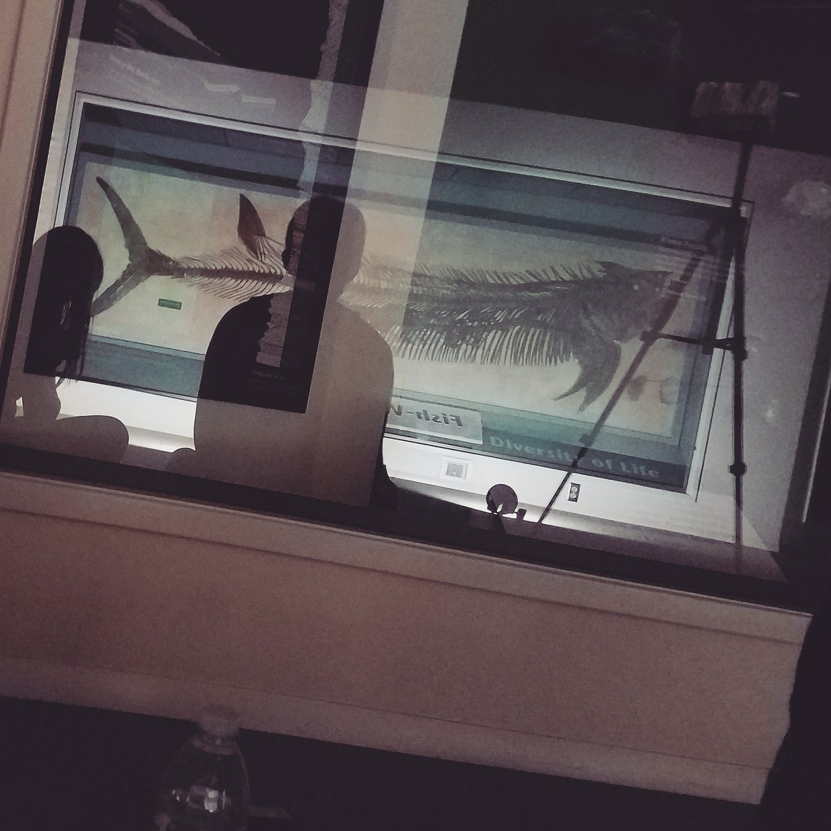 SternbergMuseum's tweet photo. I #gotstarted at several different places in my #career. But at the #Sternbergmuseum, I started in #collections working on #digitization! #museum30 https://t.co/UBUYEeTKhr