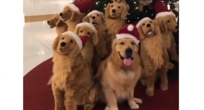 snapyeti tweet media