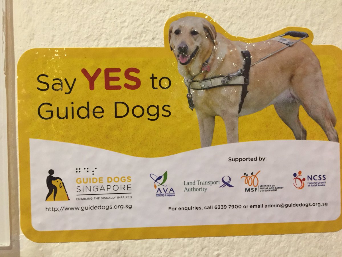 prevel_c's tweet photo. @ChienguideParis Vu à Singapour, les « guide dogs » cousins des #chiensguides ...aussi indispensable !! https://t.co/35zmSTdgeb