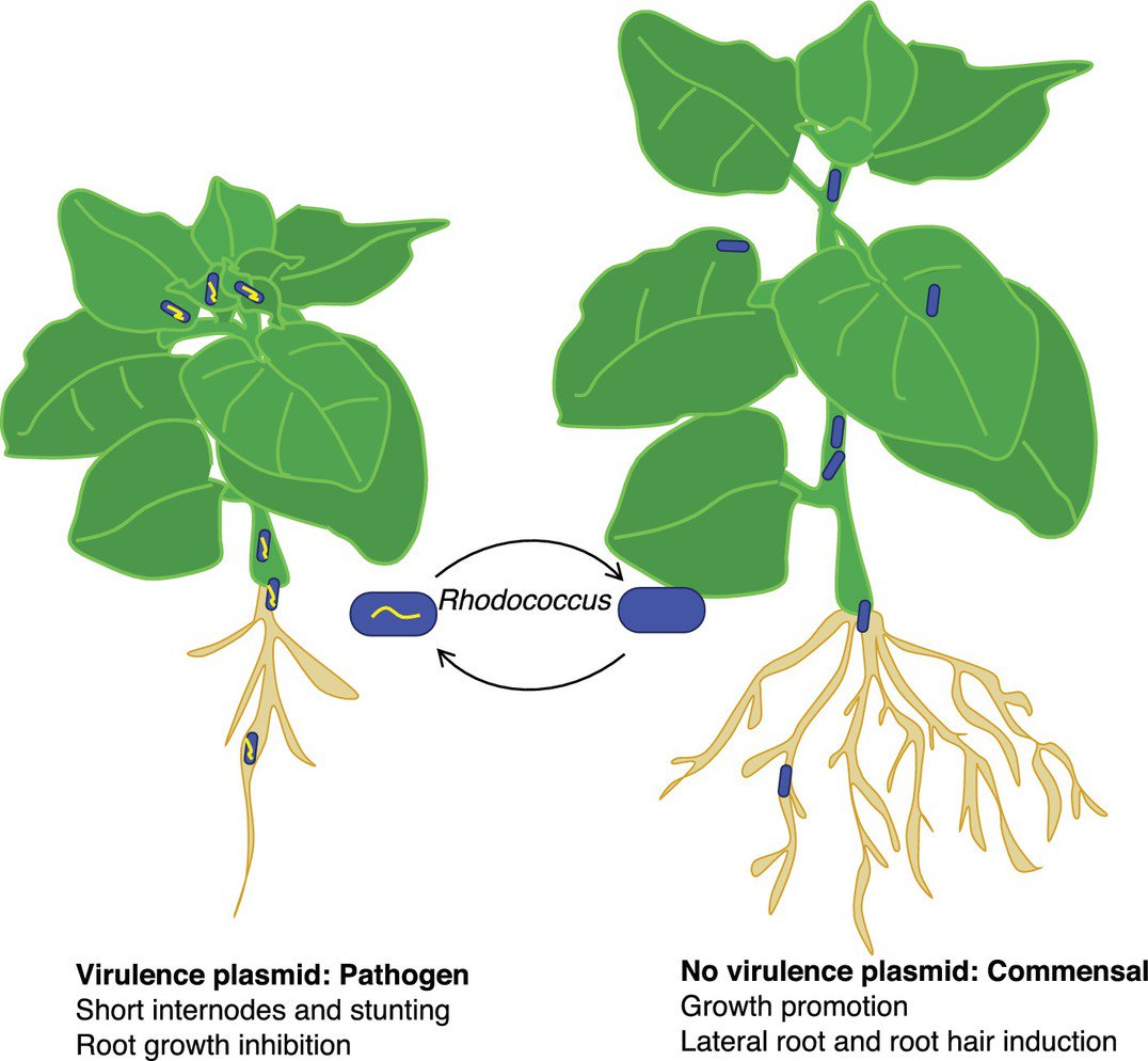 plantdisease's tweet image. Good Rhodococcus, bad Rhodococcus: From beneficial symbiont to #phytopathogen, all it takes is one virulence plasmid: elifesciences.org/articles/30925 via @eLife #PistachioBushyTopSyndrome #Epidemiology