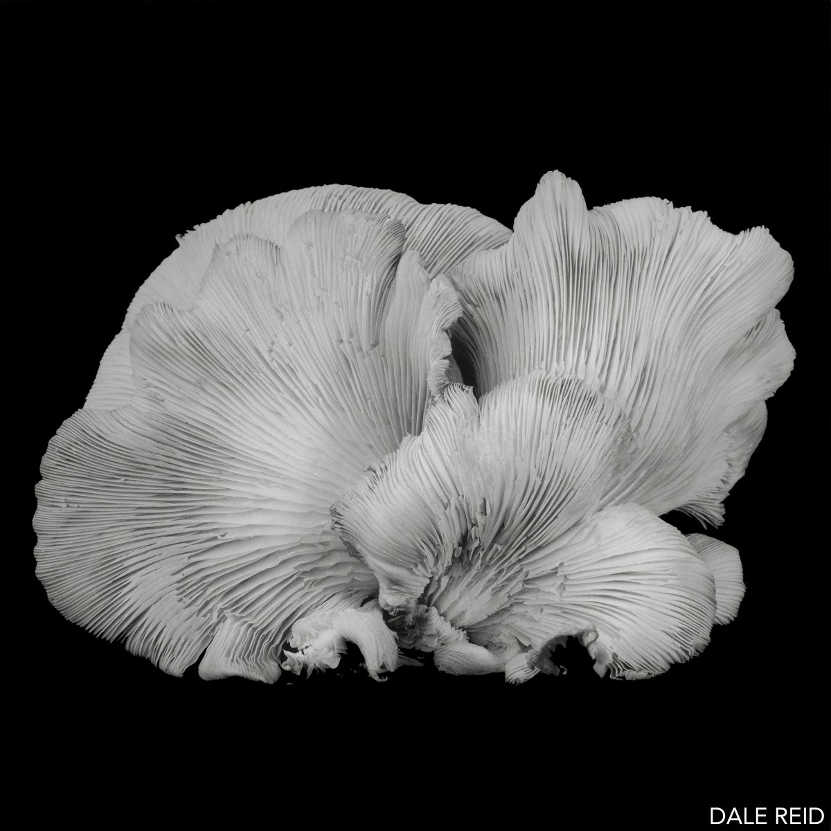 Only FIVE more days to explore our current exhibit #DesignedEnvironment, feat. this image by Dale Reid. “The oyster mushrooms captured my imagination because of their bizarre shapes, alien textures and intricate detail,” she shared. Open thru Sat. 10 AM – 6 PM. #G2exhibits
