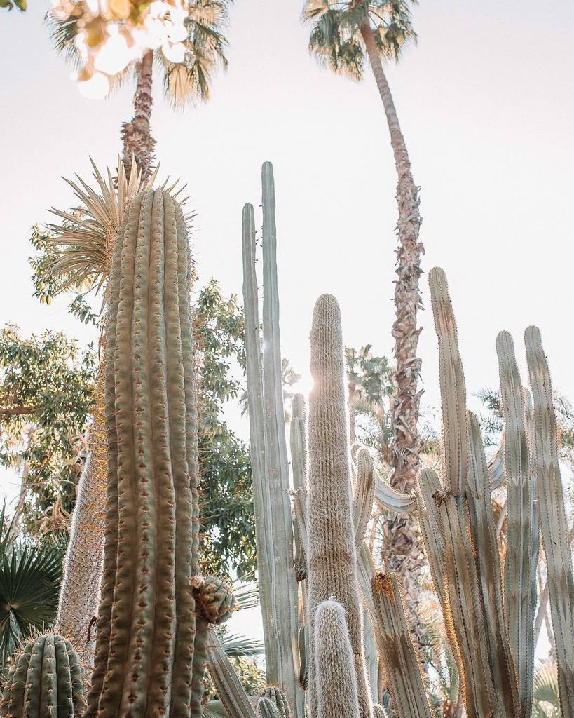 freyadowson's tweet photo. MARRAKECH 🐪🌵 send me all your tips please! Have you been here before? What are your must do’s?
.
.
.
.
.
 #awesomeearth #earthoutdoors #in2nature #naturephoto #liveforthestory #recklessimage #posttheordinary #lifelivedbeautifully #lightinspired #bota… https://t.co/RY02uItoZg https://t.co/Z0RpQ5ovF0