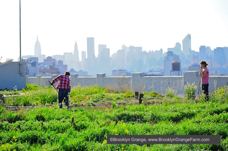 FarmDirectory's tweet image. What is Biorubanism?
As modern life advances, agricultural producers, large and small, have to focus on the needs of increasingly urban and enlarging populations. New methods of integrating agricultural production into urban life are needed.
buff.ly/2BBhxam