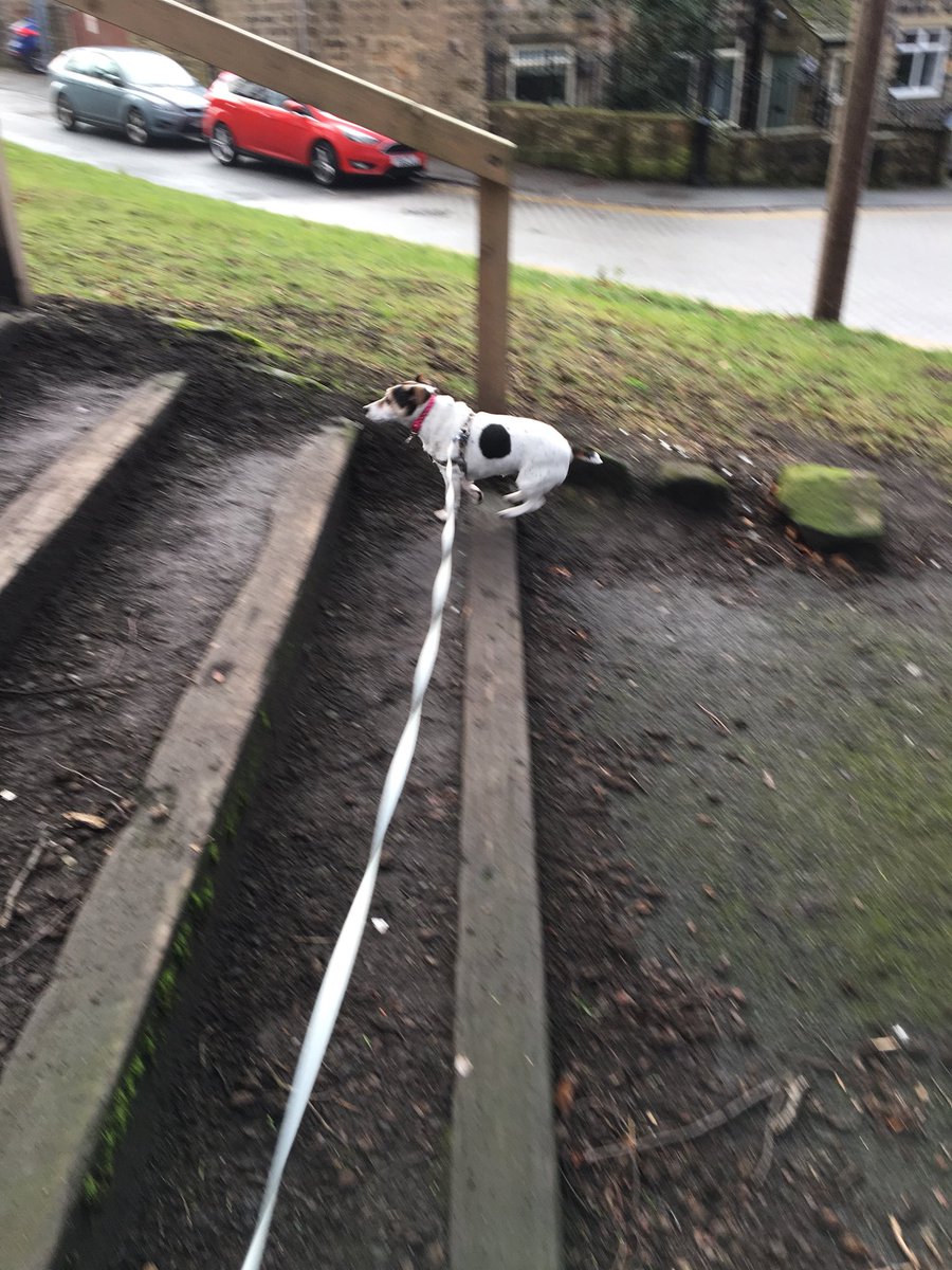 TWIGGS_D_W's tweet photo. No real mileage with my wee helper today! Missy and I had to sprint home to get some extra mileage! #cutedogs #cutedogsrunning #cuteneice #cuteneicenotwantingtorunorwalk 🤣🤣🤣 https://t.co/8HvskwGuog