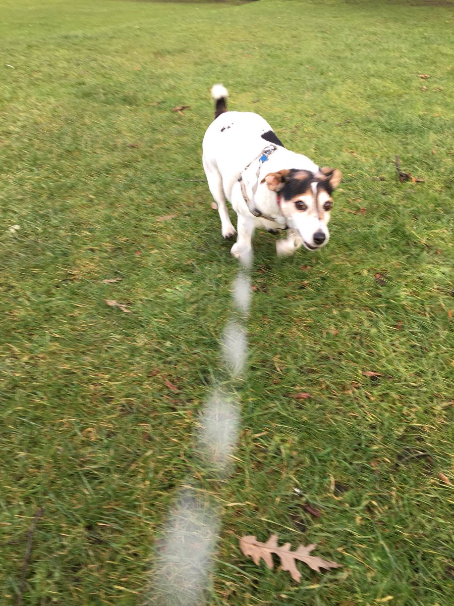 TWIGGS_D_W's tweet photo. No real mileage with my wee helper today! Missy and I had to sprint home to get some extra mileage! #cutedogs #cutedogsrunning #cuteneice #cuteneicenotwantingtorunorwalk 🤣🤣🤣 https://t.co/8HvskwGuog