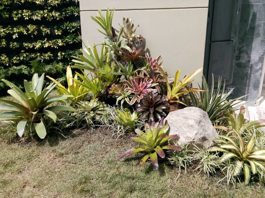 BotanikusVe's tweet photo. #paisajismo #bromeñiaceas #bromeliasdesol #alcantareas ,#aechmeas #neoregelia . Paisajismo con Bromelias https://t.co/aXqwQsxFyY
