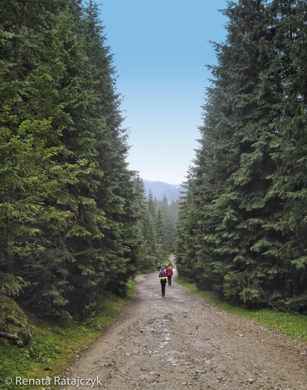 Lightvisionart's tweet photo. See beautiful Chocholowska Valley in Polish Tatra mountains: https://t.co/zsHJnHdh2c #Tatry #Poland #travel #DolinaChocholowska https://t.co/ZN6rRYM1hR