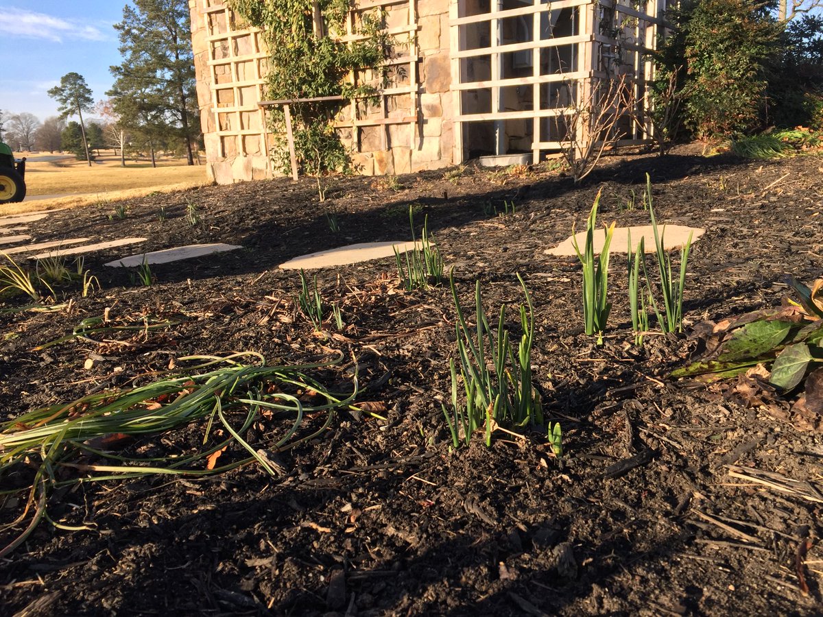HadenHort's tweet photo. Be careful walking around out in your #landscape beds in the #garden, as #SpringFloweringBulbs like #daffodils & #grapehyacinths are starting to pop foliage through the soil #StepCarefully #WatchWhereYouStep https://t.co/0F3DvCF23s