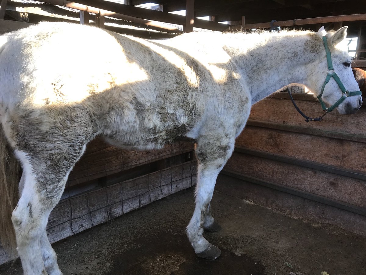 Crippled horses at meat auction. Help us save them. There are 13 here! PP: rescue@hicaliber.org <a href="/katebosworth/">Kate Bosworth</a> <a href="/askjillian/">Jillian Barberie</a> <a href="/morgfair/">Morgan Fairchild</a>