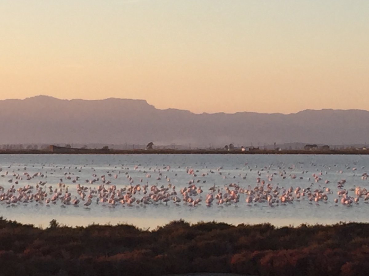 Miles d flamencos en la laguna d la Tancada <a href="/socialistes_cat/">Socialistes PSC/❤</a> <a href="/EbrePSC/">Ebre socialistes</a>