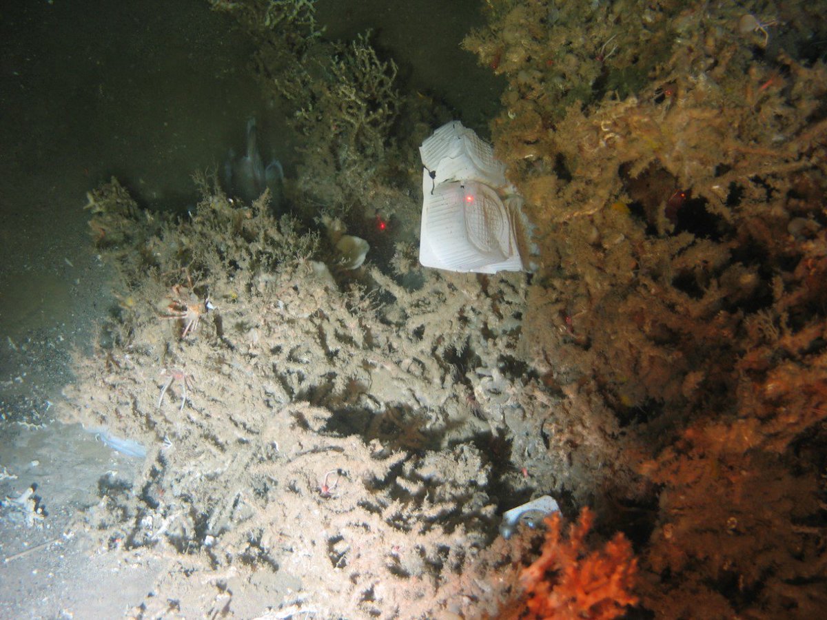 NOCnews's tweet photo. Even Marine Protected Areas are not safe from the impact of human activities was the conclusions of a NOC study published in June, with ocean’s vigorous circulation cited as a contributing factor. https://t.co/dnSavpUL7t #NOC2017 https://t.co/3516SJaHYE