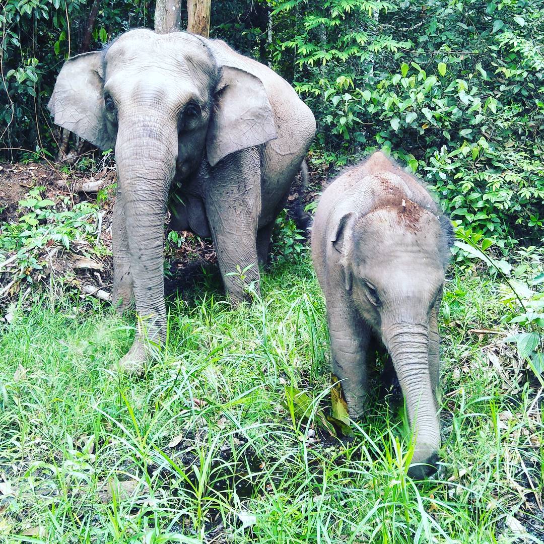 sebumi_id's tweet photo. Lisa dan Rimbani, induk dan anak gajah di Taman Nasional Tessonilo.
Foto oleh https://t.co/H4hFTQpCy5
#sebumi #sebumiberbagi #traveltoconnect #ayoketamannasional #tessonilo #gajah https://t.co/2ygtVFAGuM