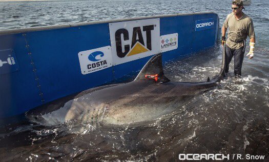 stephosadchuk's tweet photo. @Shark_Katharine finally pinged!  She's in the North Atlantic, due south of Nova Scotia, and due east of New York.  She was 1300lb, 14'2" when she was tagged in Aug 2013.  I wonder, how much she has grown. @OCEARCH https://t.co/ULVstUerLT