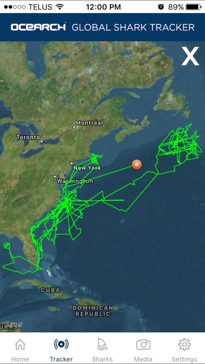 stephosadchuk's tweet photo. @Shark_Katharine finally pinged!  She's in the North Atlantic, due south of Nova Scotia, and due east of New York.  She was 1300lb, 14'2" when she was tagged in Aug 2013.  I wonder, how much she has grown. @OCEARCH https://t.co/ULVstUerLT