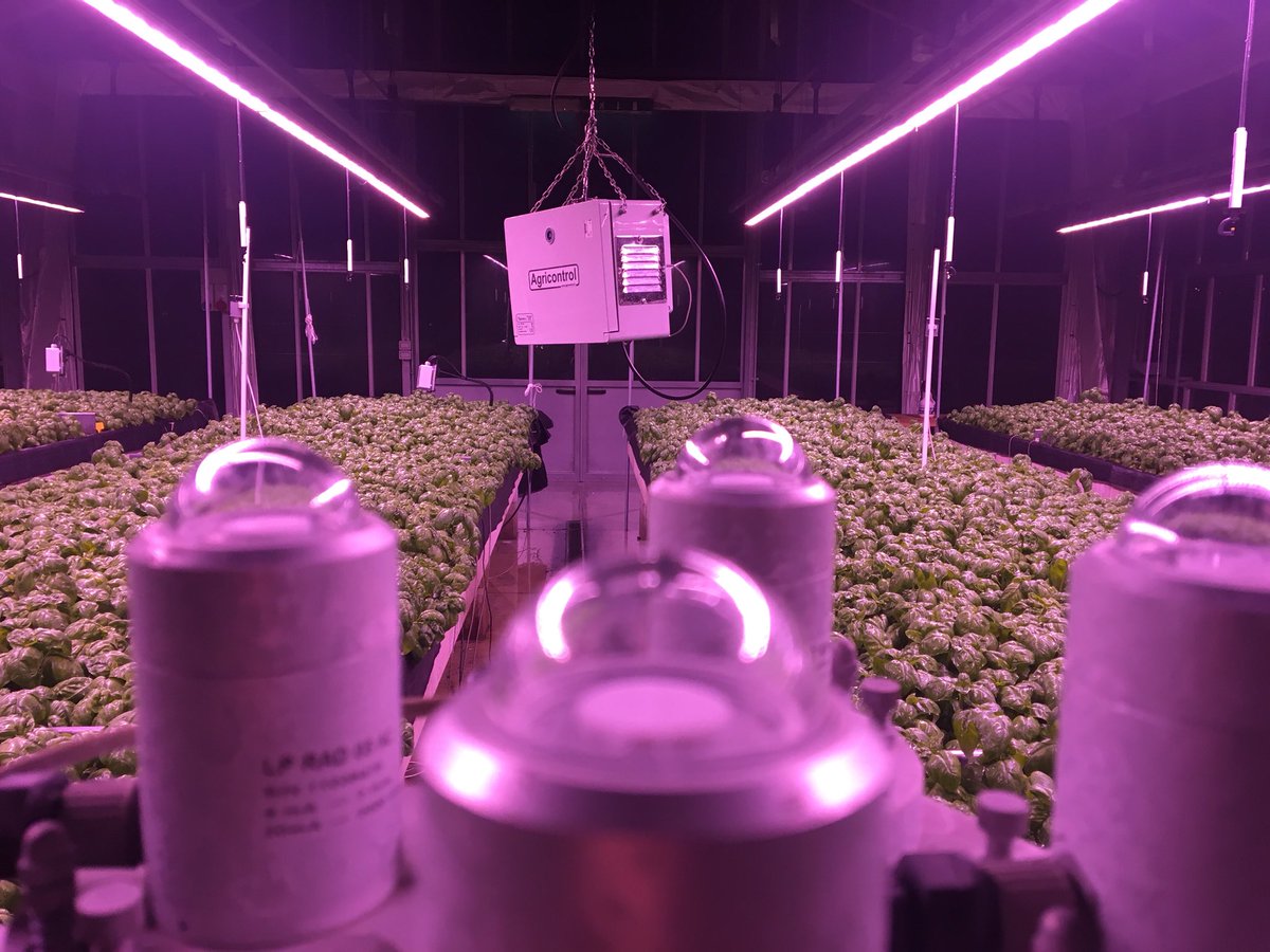 cersaa_news's tweet image. È pronto il #basilico nella #serra #Samlab riscaldato con #energia #geotermica e illuminato a #led alimentati con #energia #fotovoltaica.