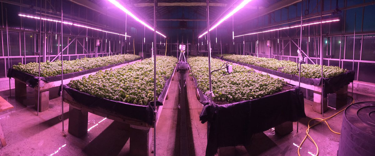 cersaa_news's tweet image. È pronto il #basilico nella #serra #Samlab riscaldato con #energia #geotermica e illuminato a #led alimentati con #energia #fotovoltaica.