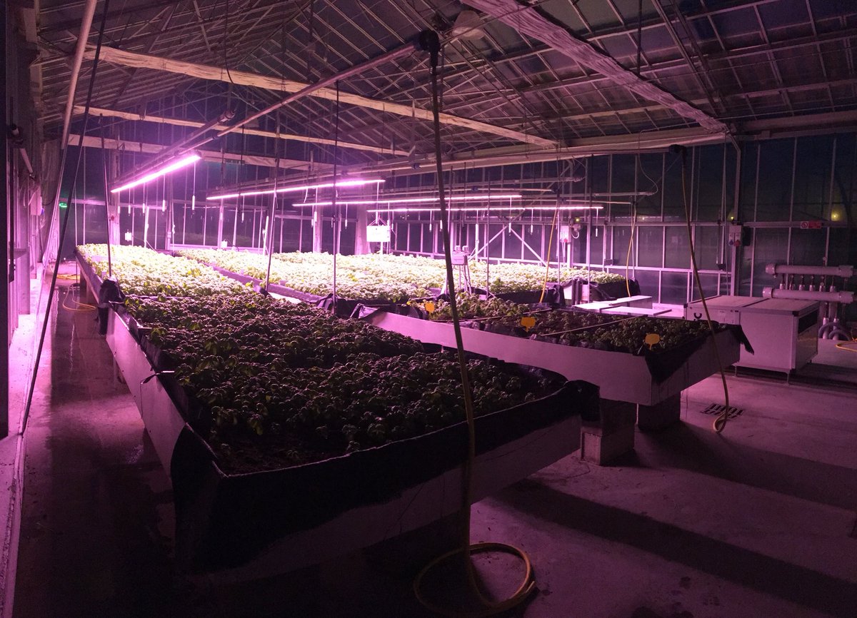 cersaa_news's tweet image. È pronto il #basilico nella #serra #Samlab riscaldato con #energia #geotermica e illuminato a #led alimentati con #energia #fotovoltaica.