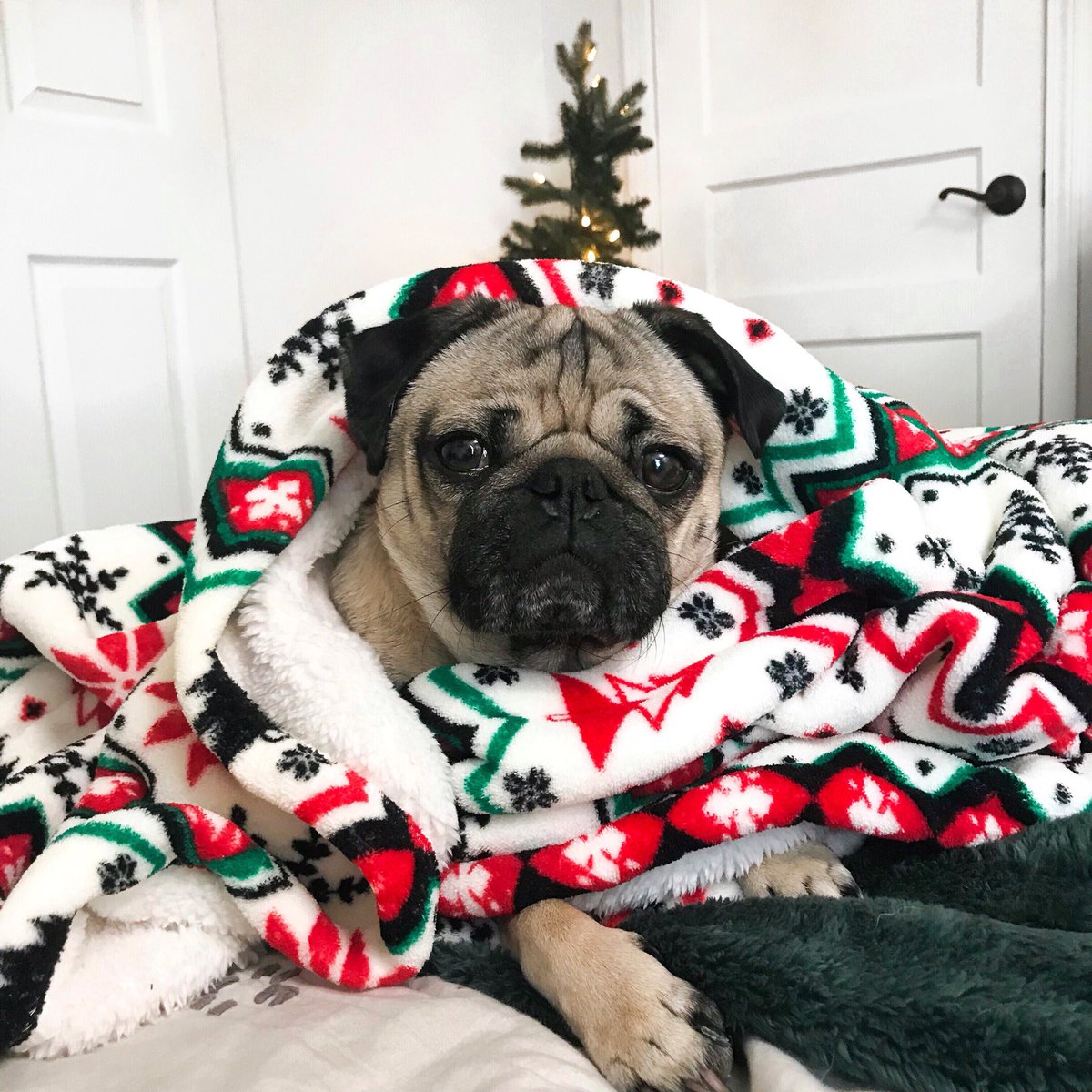 itsdougthepug's tweet photo. Taking the day off to snuggle https://t.co/moBvKxI0ia