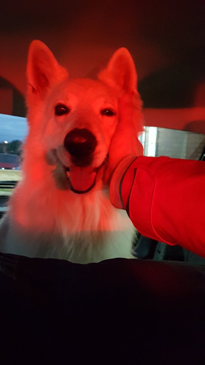 CiudadanaBlog's tweet photo. @LaMesa995 Besos del perro tambien https://t.co/NUZYwAi8av