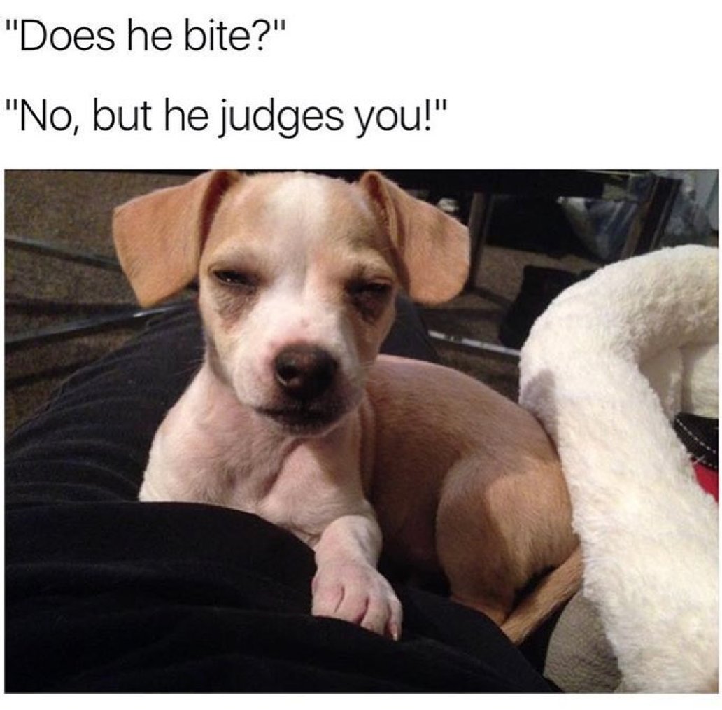 womenshumor's tweet photo. Such a judgmental little puppy. https://t.co/xsajJ1sH7l