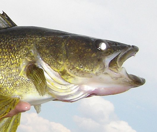 Ontario Fish and Wildlife on X: #JinGillBells: The Walleye is named for  its large marble-like glowing eyes. The eyes contain a reflective layer of  pigment allowing them to see prey more easily