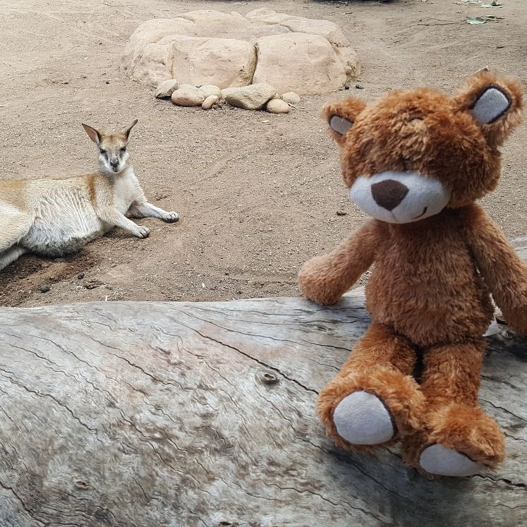 Holibob Bear has been a bit quiet recently. Guess where Holibob Bear has been travelling? #holibobbear #lovetotravel #canyouguess