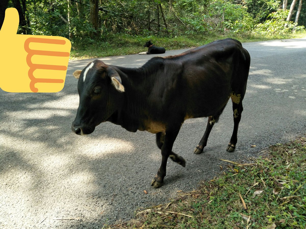 sandhya_laxmi's tweet photo. @SriSamsthana ಪ್ಲಾಸ್ಟಿಕ್ ಎಂಬ ವಸ್ತುವಿನ ತ್ಯಾಗ ಗೋವಂಶವನ್ನು ಮೃತ್ಯುಪಾಶಕ್ಕೆ ಸಿಲುಕುವುದನ್ನು ತಡೆಯಬಲ್ಲ ಬಹುದೊಡ್ಡ ಹೆಜ್ಜೆ. #SaveCowsFromPlastic https://t.co/oVQ1wzV8R9