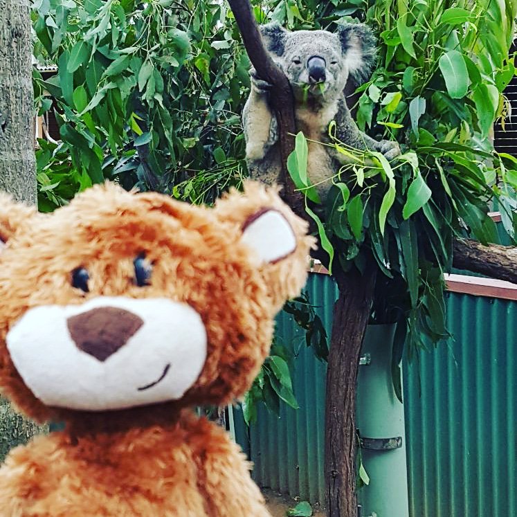 He's behind you #holibobbear #nature #fun #memories