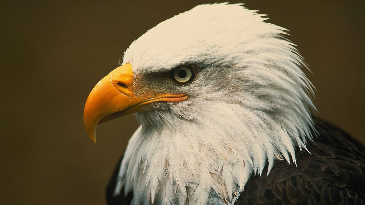 CoachCherokee's tweet photo. New Eagle in the Nest!!! Less then 24hrs before Signing Day! Big time #FutureEag! #BuildTheNest18 https://t.co/HbmRXrL85G