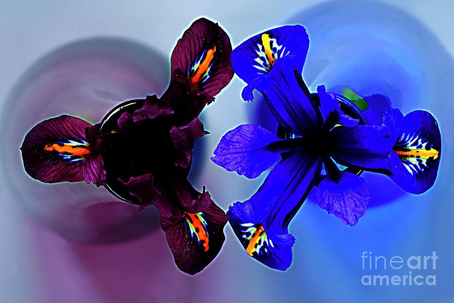 photographervin's tweet photo. #Thanku4retweet #print #flowers #Irisis In The  Vases. by #AlexanderVinogradov https://t.co/lwAuDvd6Es https://t.co/oUnZQZR3Oo