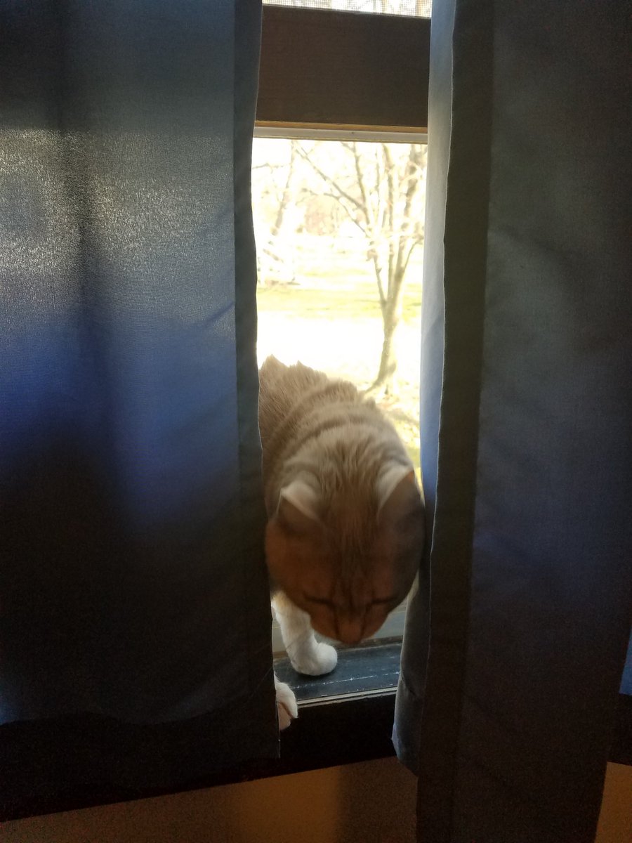 Mars_TheCat's tweet photo. https://t.co/8tz6XR2EbL