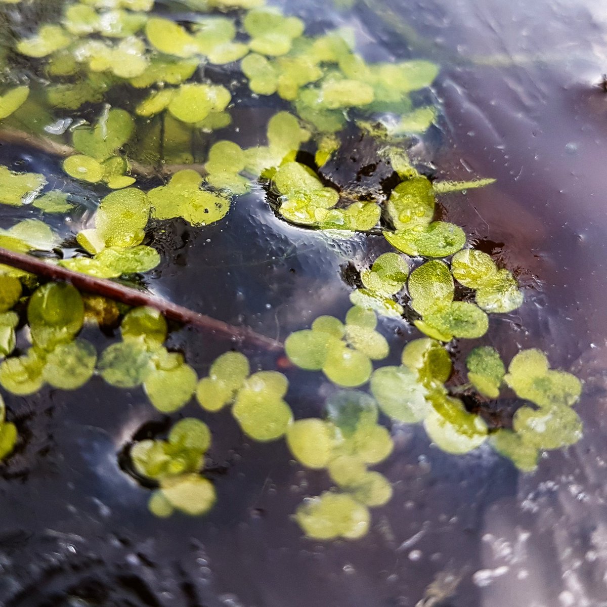 Carmen_Silva2's tweet photo. #trappedinice #plantstrappedinice #frozenplants #frozen #frozenmorning #winter #wintermoment #lemnaminor #plants #ice #frozenpond #beautyofcold #beautyofnature #photography #photographyexperiment #macrophotography https://t.co/jjDSG4jnIG