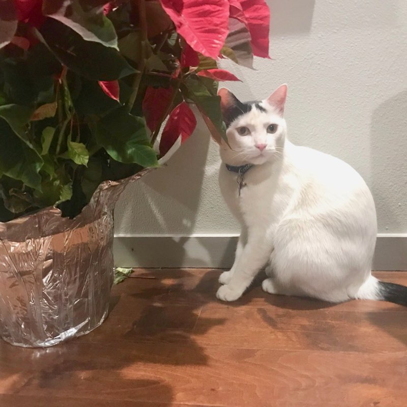 No, I'm not going to tip over the Christmas flowers.  Why would I do that? #catsoftwitter #sassycat #meow #kitty #cutie #funny