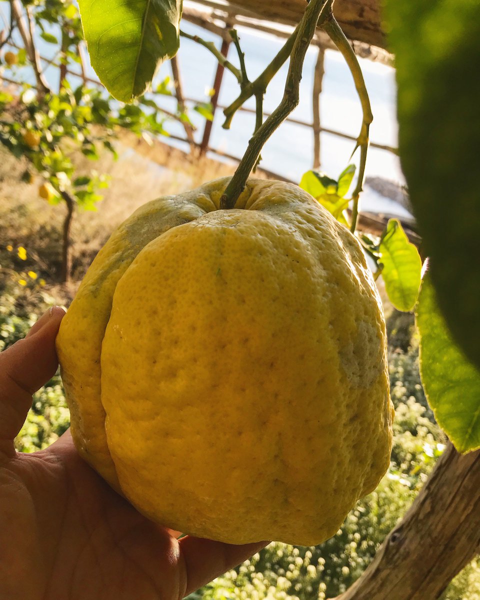 salaceto's tweet photo. Our #giantfruits #citrus “ponzino” #amalfilemon
only at #Amalfi #lemontour in our #organicfarm you find it!!
#LemonMind🍋 #educationaltour #picoftheday #sustainable #agricolture #agricolturabiologica #amalficoastadventures #familyfarm #lemongroves https://t.co/lNIRPZgeQ3