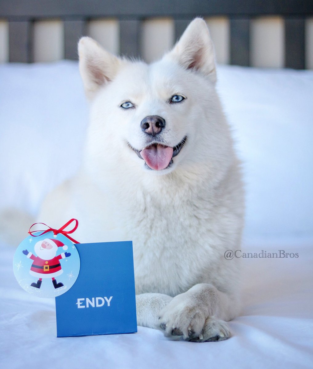 CanadianBrosEh's tweet photo. ® ITS NOT TOO LATE🗯
—
Give the gift of sleep with @EndySleep 🙌🏽 Actually our Dad has been sick so we’ve been doing lots of naps cause it’s really comfy🙊🤪
—
Happy #TOT xo Jasper 🐾
—
#EndyPartner #Sleepnorth https://t.co/9ut4ypB8zf