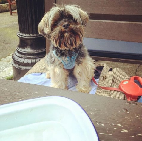 Four legged friends are always welcome here at The Dog! Why not treat them to a doggy beer or treat whilst you sit back and relax with a craft beer from our tap takeover? Photo credits to @princebrucepe