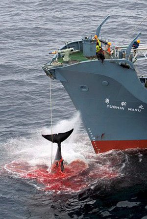 iafglobal's tweet photo. The European Union has been joined by 12 nations calling Japan to end its whaling programme &amp; rejecting Japan's scientific research claims. https://t.co/8zsUY5RRhg