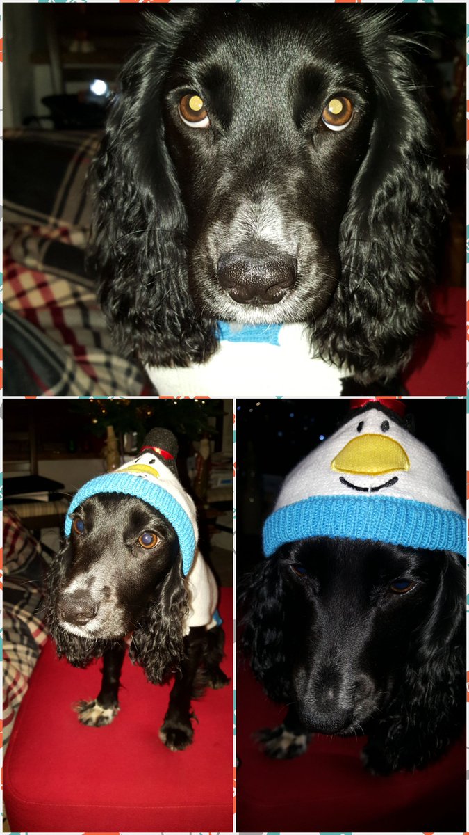 brendarec15's tweet photo. Shameless use of puppy to try and win Search prize! @SearchRecruits #searchxmasjumper #puppiesoftwitter #puppiesofinstagram #christmasdog #spanielpup #festive #Christmas2017 #hohoho #santapaws #edinburghchristmas #puppy #cute #adorable https://t.co/w1IYp4xSvD