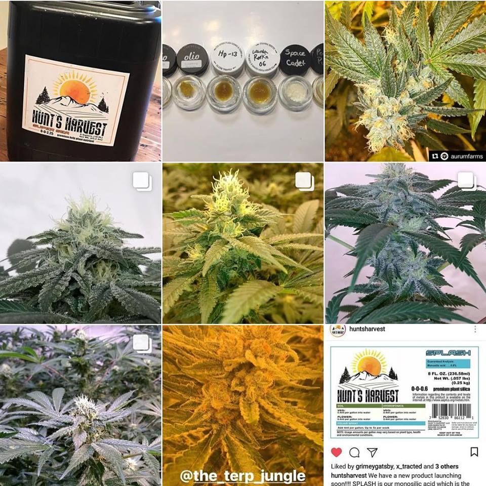 HuntsHarvest303's tweet photo. We see you using the #huntsharvest tag!!!! We have #supersea on special until the end of the month - contact orders@huntsharvestnutes.com for any questions or pricing - Let us help you make your crop better!!!! #nutrients #710 #420 #concentrates #dab #dablife #errl #cannabis https://t.co/UY3qBGaA8C
