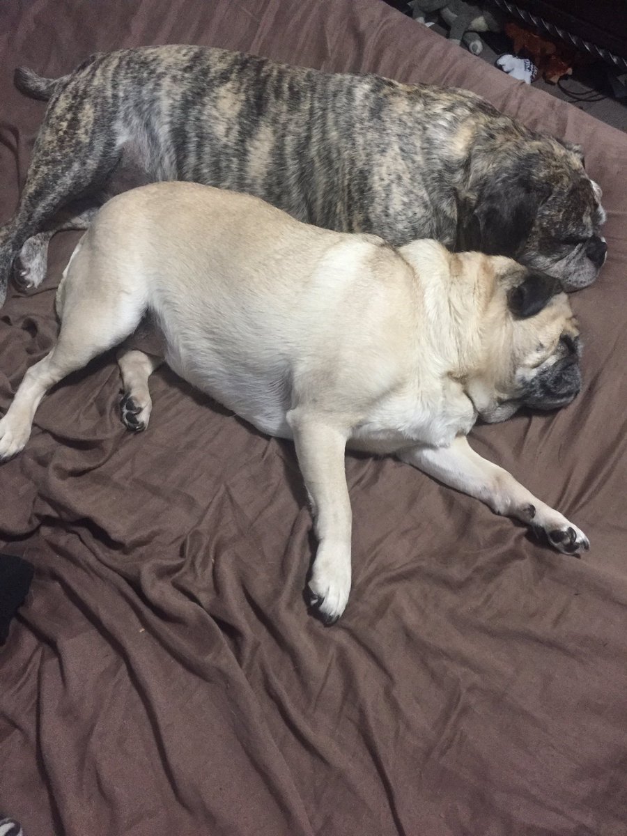PoshPugs's tweet photo. #pugloves Sadie pretends to tolerate Biggie but we know she loves him. @itsbiggieslife https://t.co/3WFOX2TNjW