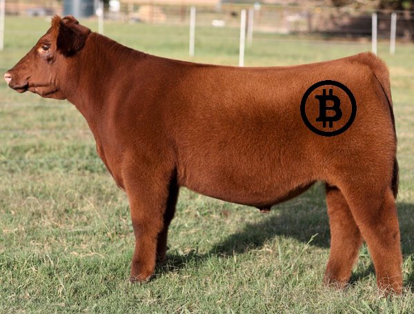 CVDmarkets's tweet photo. I finally got my new #cattle brand and now my cattle are bringing a 2,000% premium!!!

#MarketingWizard #CryptoCattle https://t.co/cYz6Jomx8b
